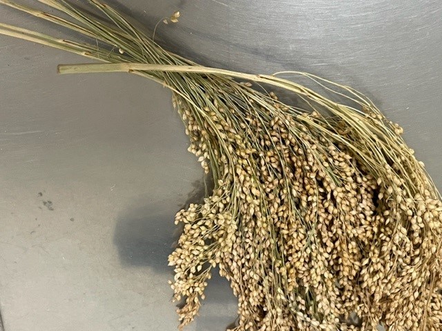 50g white millet (Australian) 50g white millet (Australian)